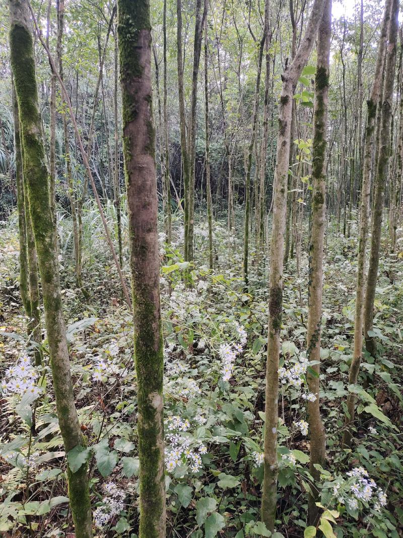 大叶女贞，3公分-5公分