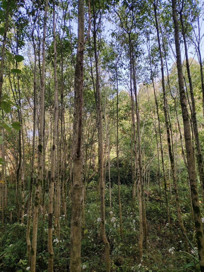 大叶女贞，3公分-5公分