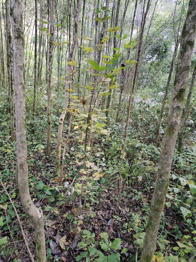 大叶女贞，3公分-5公分