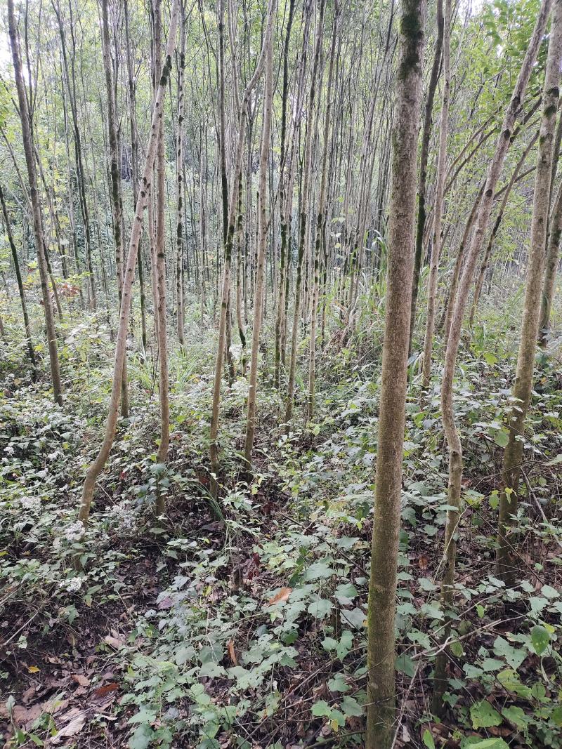 大叶女贞，3公分-5公分