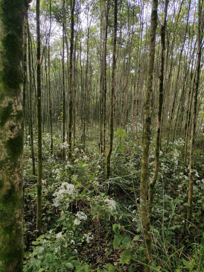 大叶女贞，3公分-5公分