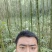 大叶女贞，3公分-5公分