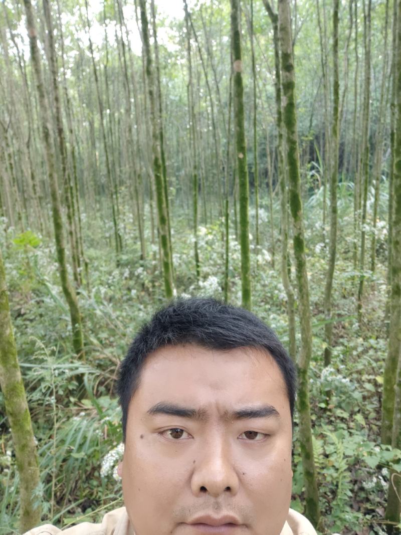 大叶女贞，3公分-5公分