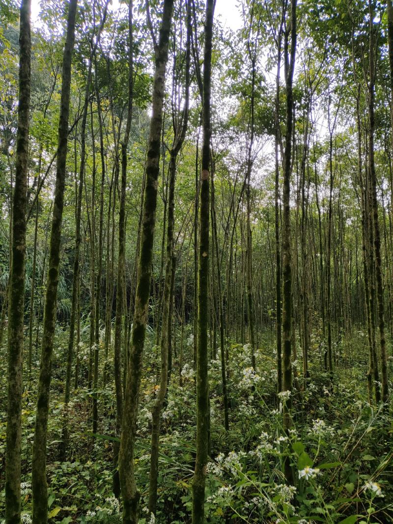 大叶女贞，3公分-5公分