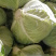 【扁包菜】湖北天门精品扁包菜大量上市质量保证欢迎采购
