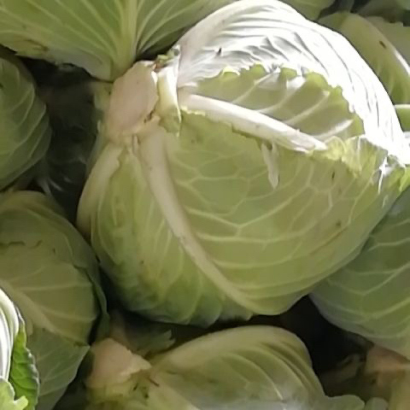 【扁包菜】湖北天门精品扁包菜大量上市质量保证欢迎采购