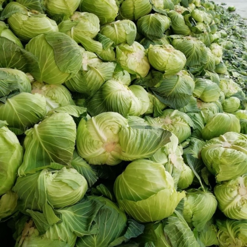 【扁包菜】湖北天门精品扁包菜大量上市质量保证欢迎采购