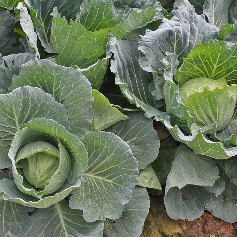 【扁包菜】湖北天门精品扁包菜大量上市质量保证欢迎采购