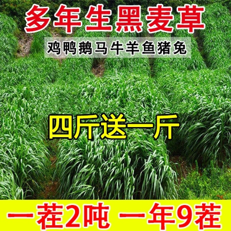 正宗进口黑麦草种子四季青多年生种籽鸡鸭牛羊鱼鹅猪养殖草种