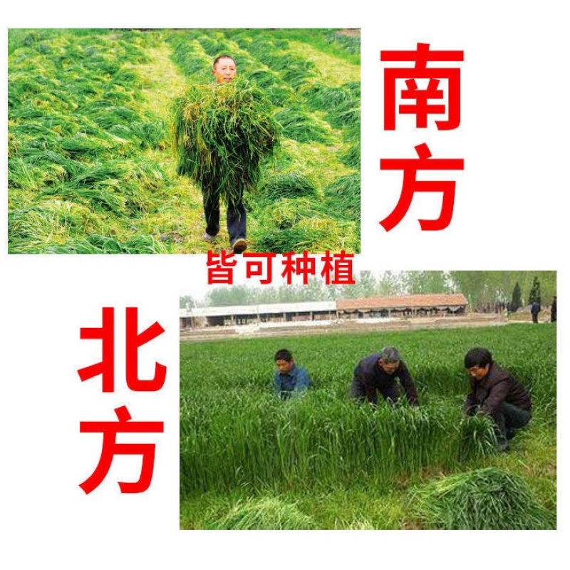 正宗进口黑麦草种子四季青多年生种籽鸡鸭牛羊鱼鹅猪养殖草种