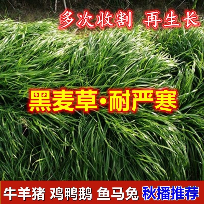 正宗进口黑麦草种子四季青多年生种籽鸡鸭牛羊鱼鹅猪养殖草种
