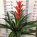 120#红斑观赏凤梨红掌丹尼斯鸿运当头红星黄星