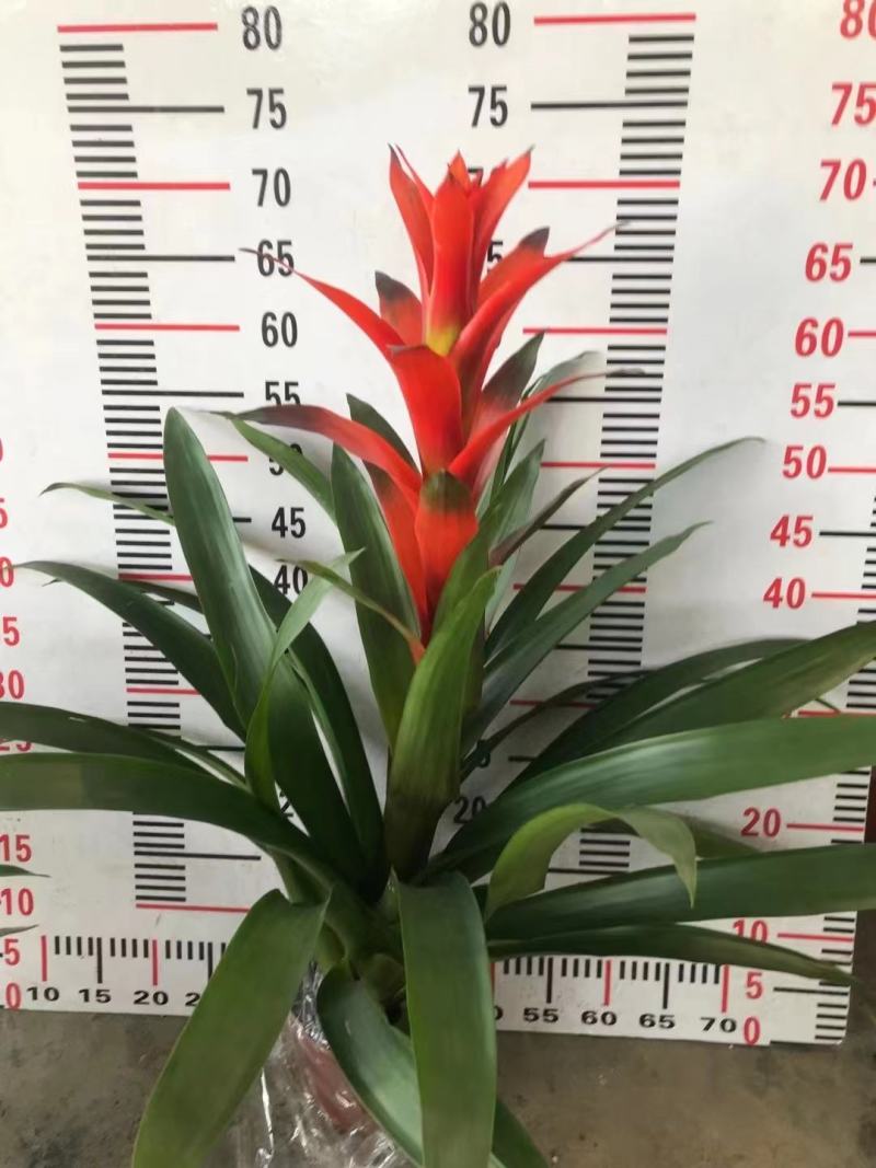 120#红斑观赏凤梨红掌丹尼斯鸿运当头红星黄星