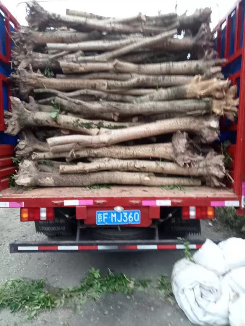 占地桂花树，10公分-15公分