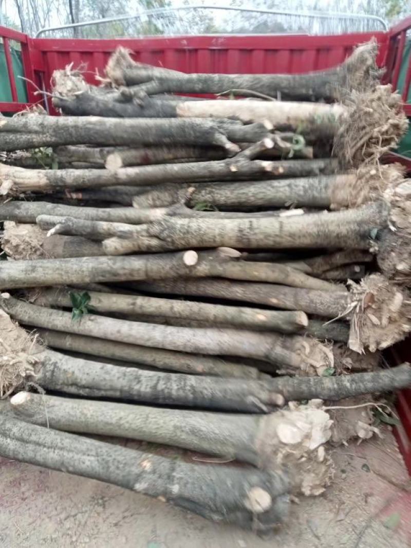 占地桂花树，10公分-15公分