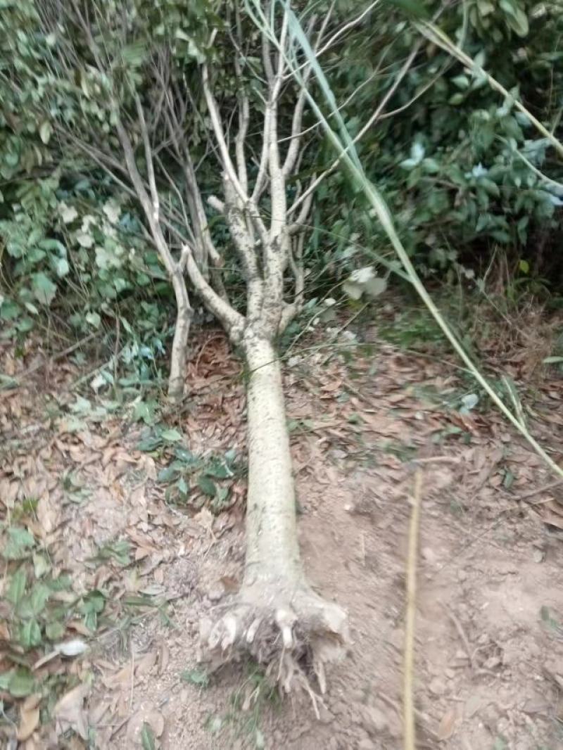 占地桂花树，10公分-15公分