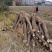 占地桂花树，10公分-15公分