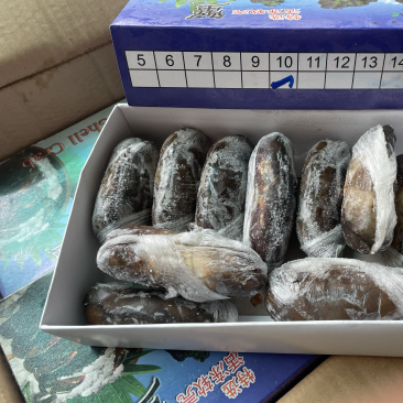 软壳蟹