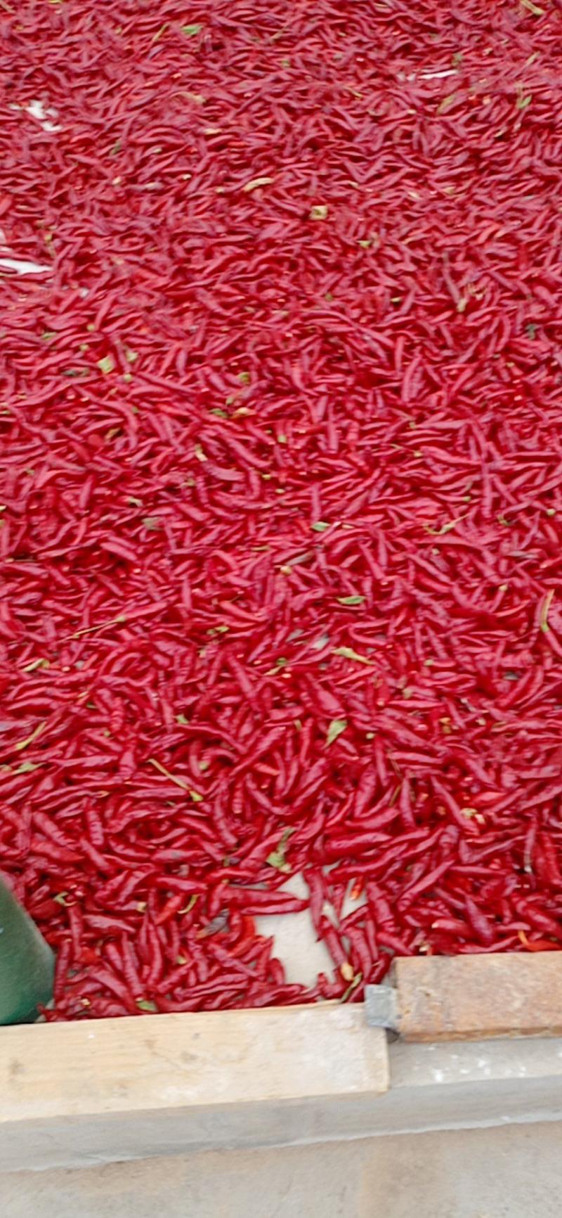 辣椒大量供应，三英辣椒，供应各各电商货，质量保证