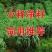 正宗进口黑麦草种子四季青多年生种籽鸡鸭牛羊鱼鹅猪养殖草种