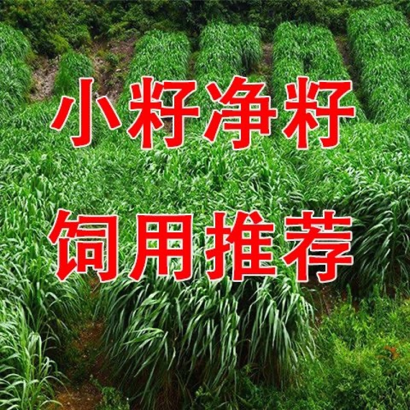 正宗进口黑麦草种子四季青多年生种籽鸡鸭牛羊鱼鹅猪养殖草种
