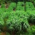 正宗进口黑麦草种子四季青多年生种籽鸡鸭牛羊鱼鹅猪养殖草种
