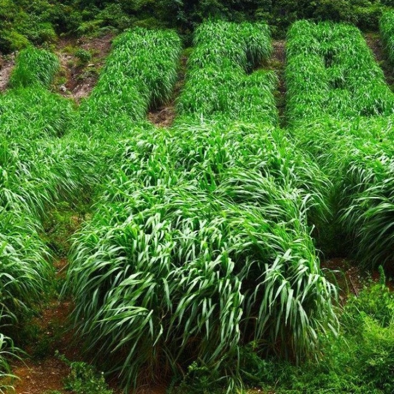 正宗进口黑麦草种子四季青多年生种籽鸡鸭牛羊鱼鹅猪养殖草种