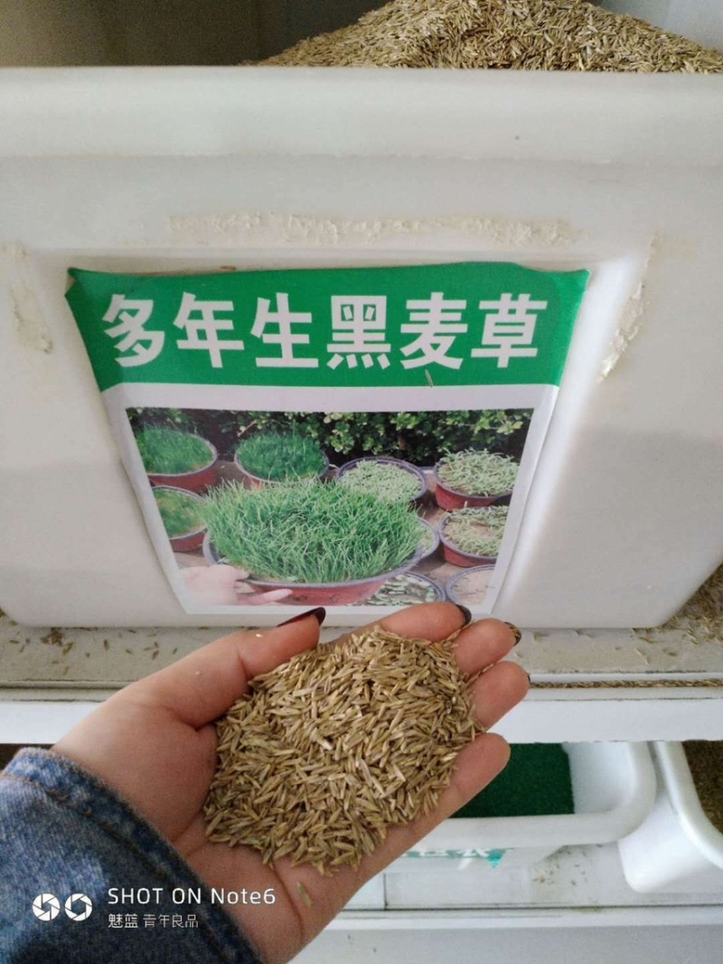 正宗进口黑麦草种子四季青多年生种籽鸡鸭牛羊鱼鹅猪养殖草种