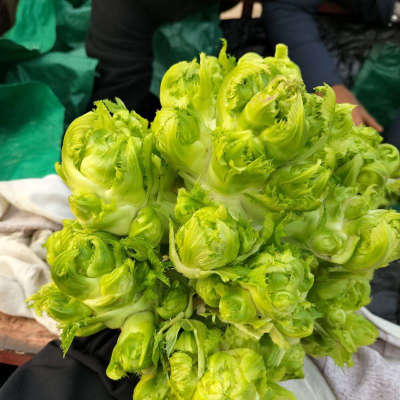优质儿菜大量上市，货源充足，品质保证，可长期供货