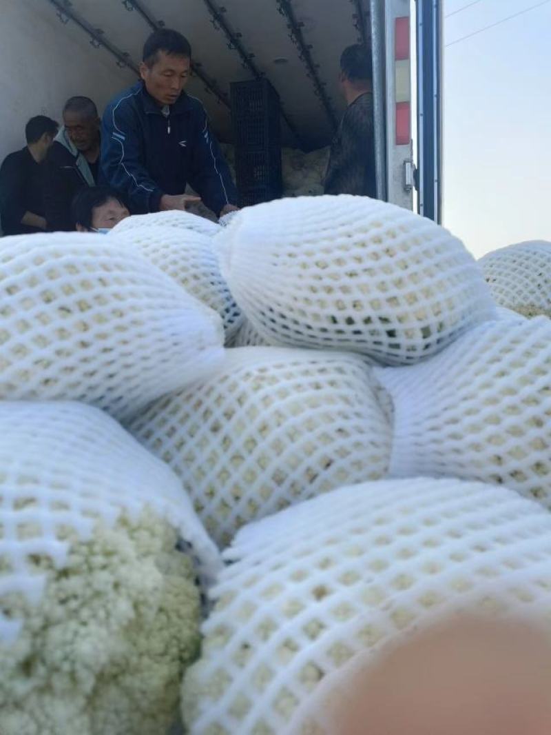 陕西万亩有机花大量上市脆甜可口基地直发支持全国发货