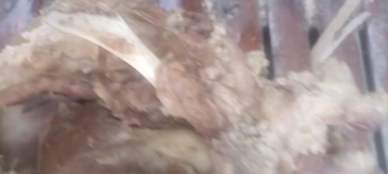 熟带皮公牛头肉