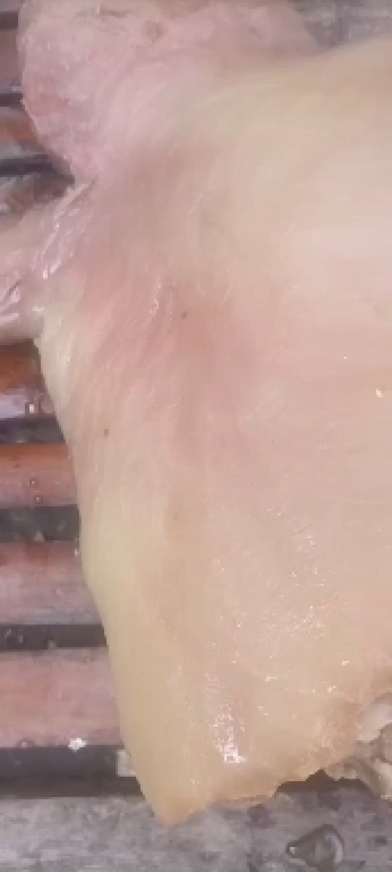 熟带皮公牛头肉