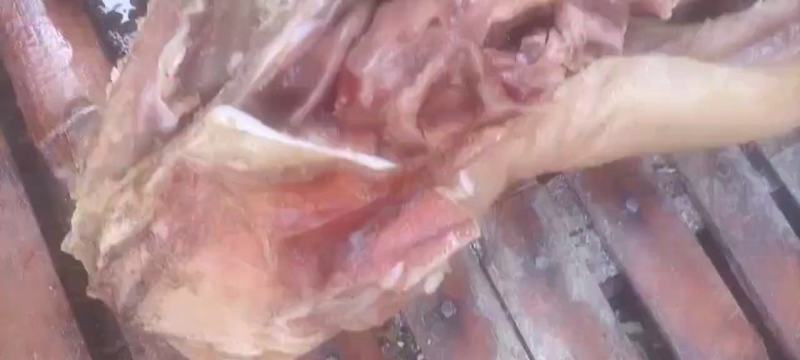 熟带皮公牛头肉