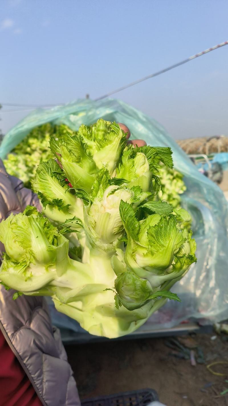 儿菜，砀山本地一手货源，种殖面积广，货源充足，代发全国，
