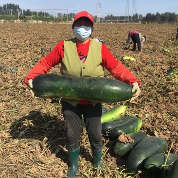 大量卧地龙冬瓜现货秒上车
