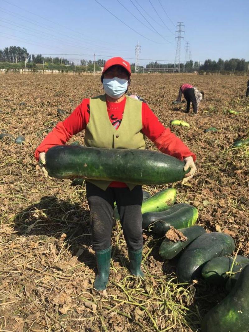 大量卧地龙冬瓜现货秒上车