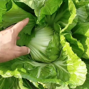 【批发】广西南宁横州市芥菜，种植基地，量大从优，全国发货