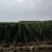 2022年刚出土深州特产小白嘴白山药礼盒3Kg