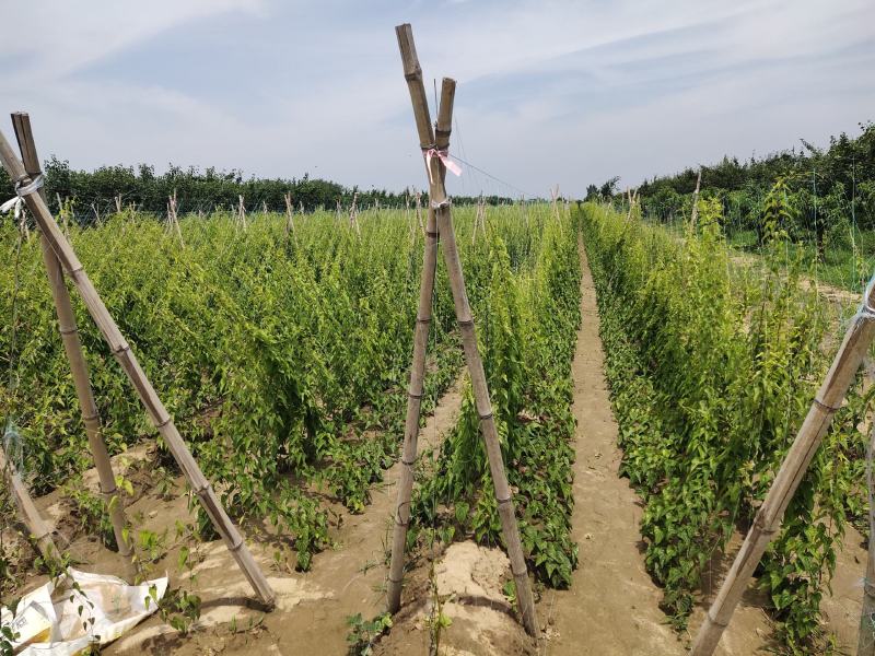 2022年刚出土深州特产小白嘴白山药礼盒3Kg