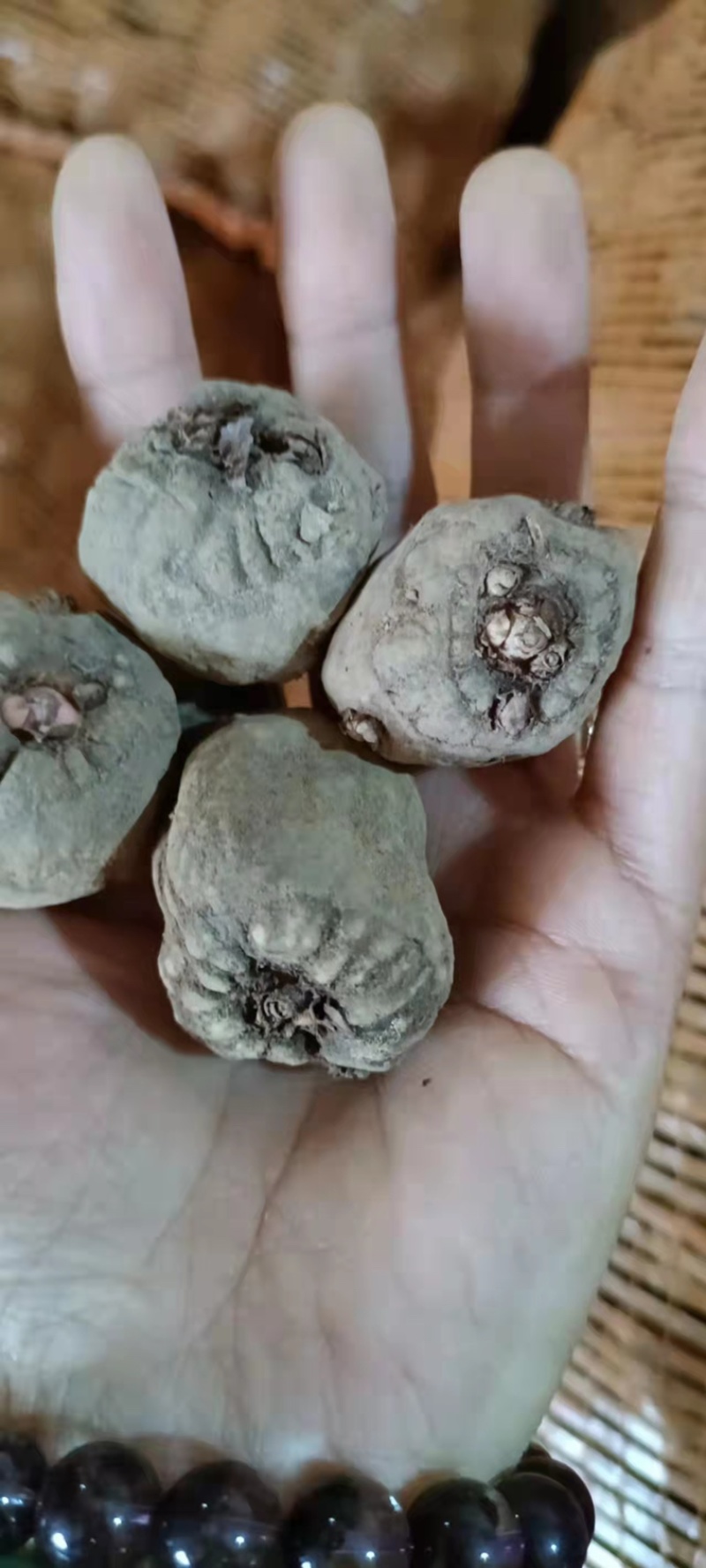 魔芋种子，包回收，大小都有，已经消毒好，晾晒好了，需要