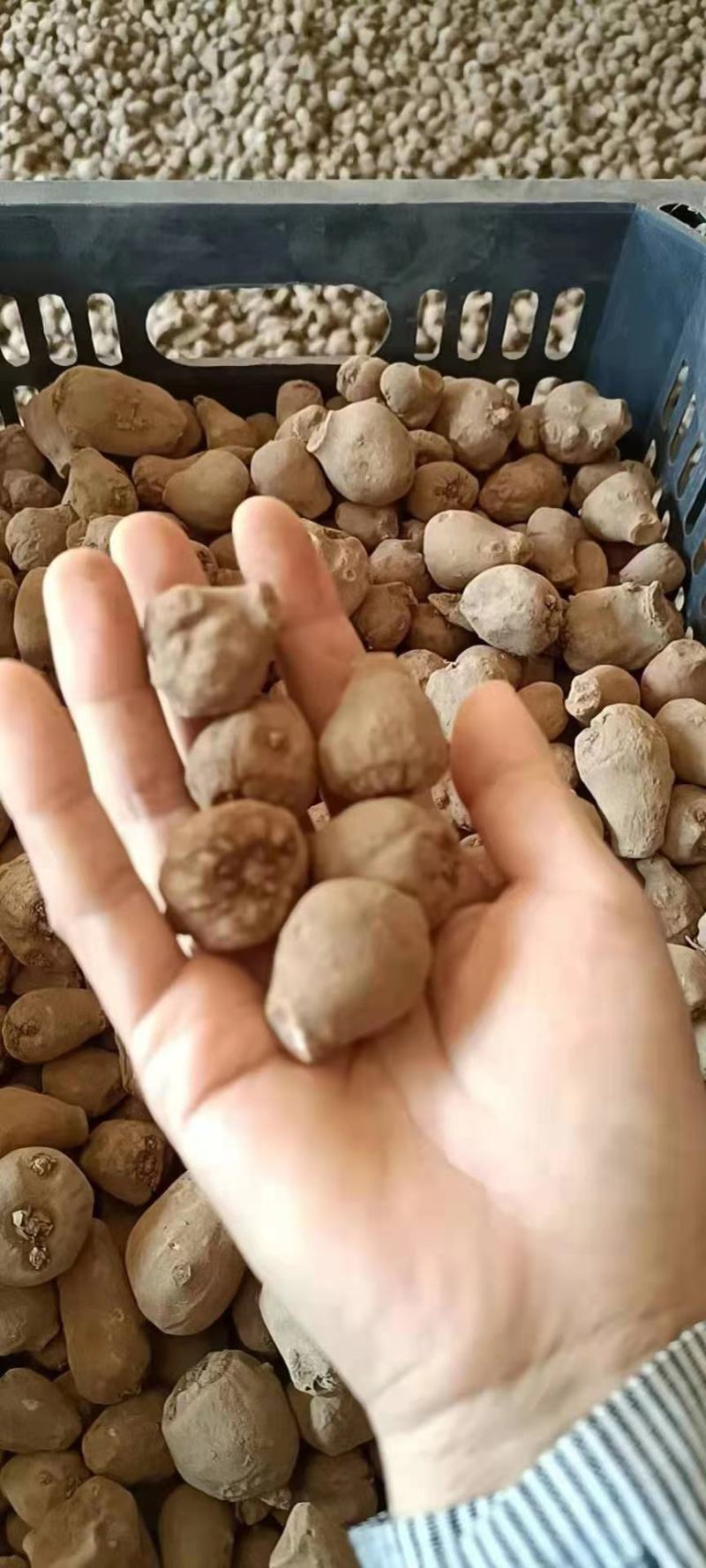 魔芋种子