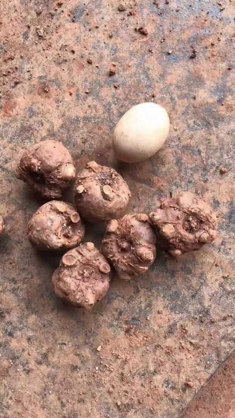 魔芋种子