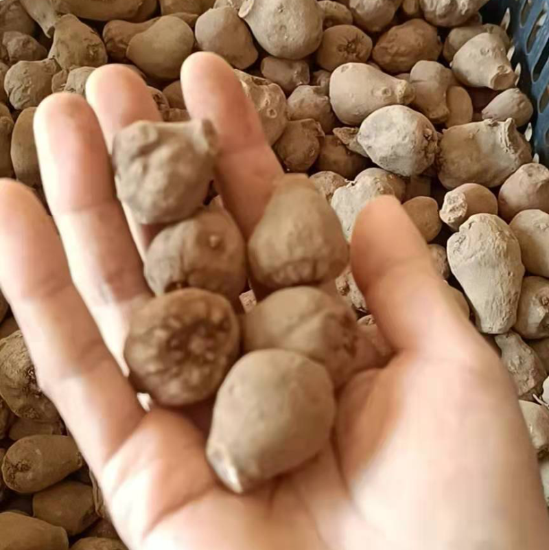 魔芋种子，包回收，大小都有，已经消毒好，晾晒好了，需要