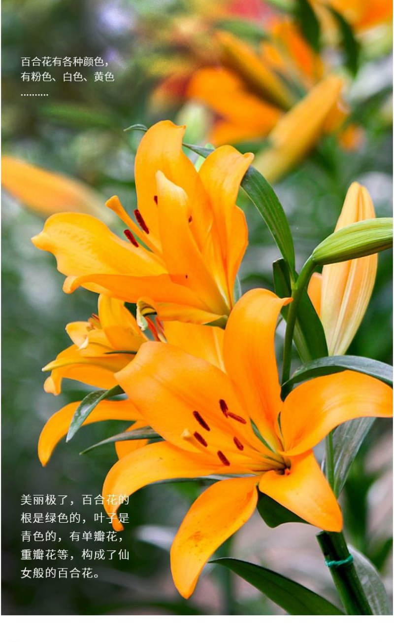 进口香水百合种球带芽大种球室内室外阳台多年生绿植花卉