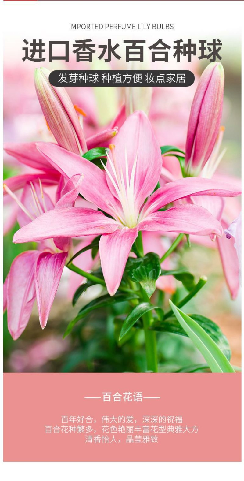 进口香水百合种球带芽大种球室内室外阳台多年生绿植花卉