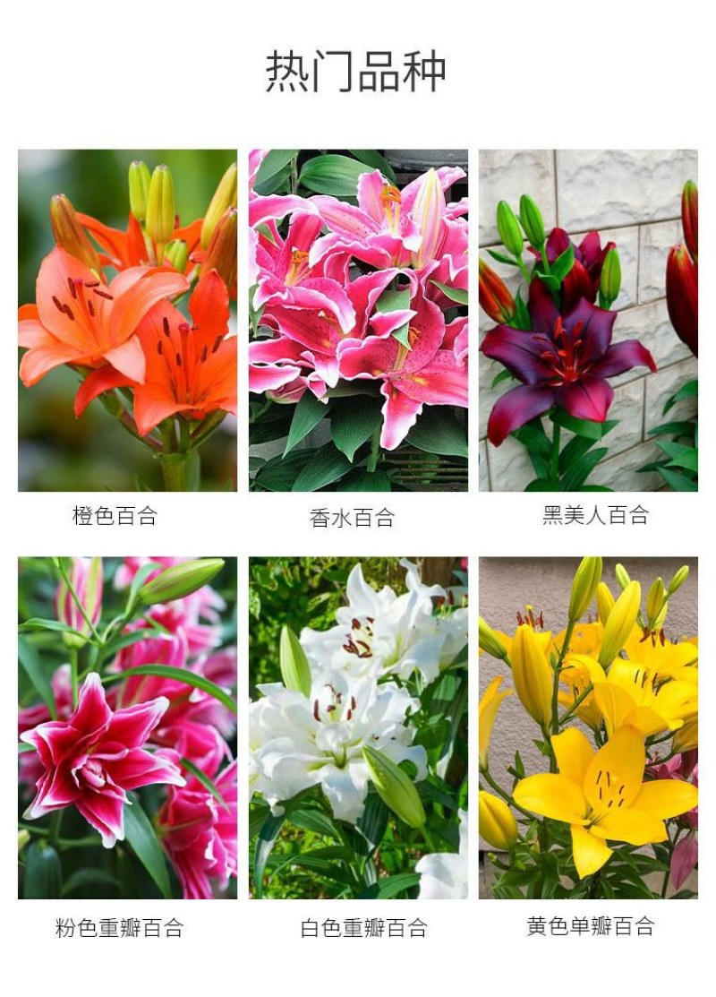 进口香水百合种球带芽大种球室内室外阳台多年生绿植花卉