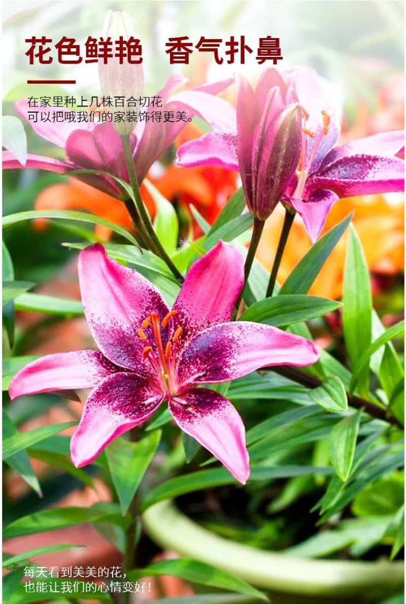 进口香水百合种球带芽大种球室内室外阳台多年生绿植花卉