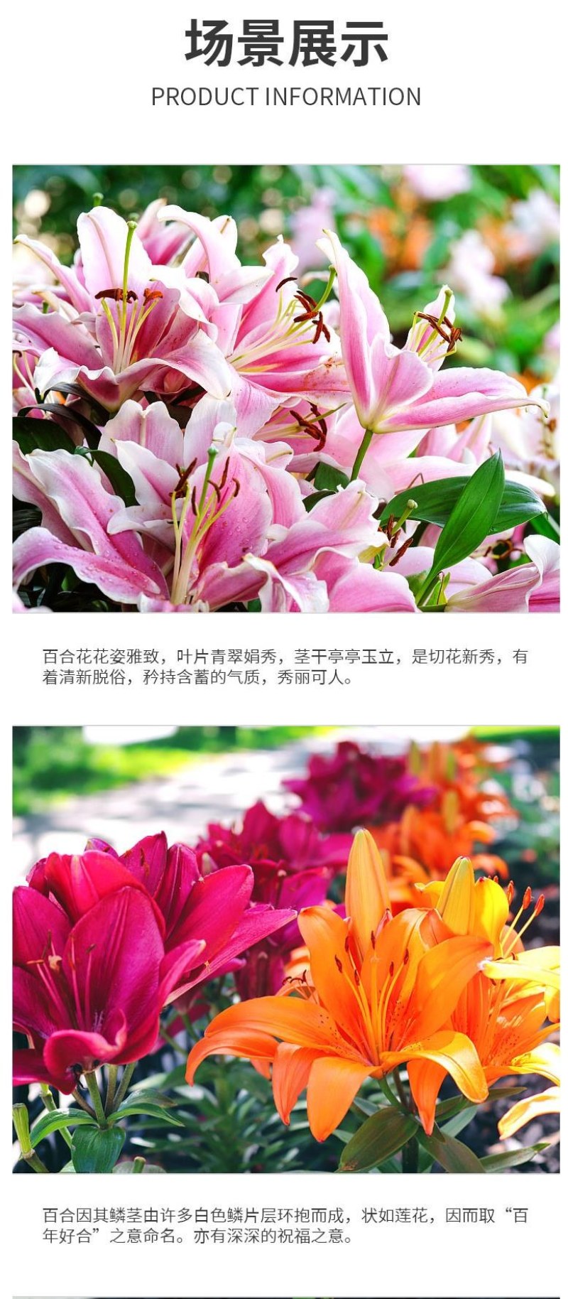 进口香水百合种球带芽大种球室内室外阳台多年生绿植花卉