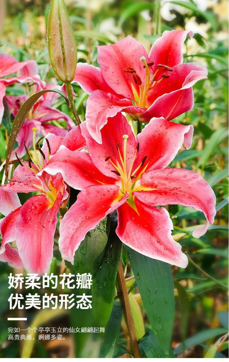 进口香水百合种球带芽大种球室内室外阳台多年生绿植花卉