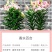 进口香水百合种球带芽大种球室内室外阳台多年生绿植花卉